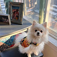 Parsley joined the competition — help win amazing prizes! dog, pomeranian, pet, white_fur, bandana, floral_pattern, stool, window, sunlight, indoor, picture_frame, framed_photo, reflection, cozy, portrait, cute, big_eyes, fluffy, table, carpet