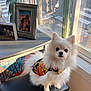 dog, pomeranian, pet, white_fur, bandana, floral_pattern, stool, window, sunlight, indoor, picture_frame, framed_photo, reflection, cozy, portrait, cute, big_eyes, fluffy, table, carpet