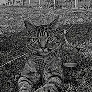 Guccy participe au concours pour gagner de l'argent avec cette photo : animal, cat, closeup, daylight, ears, eyes, face, fence, fur, grass, grass_field, harness, lying_down, mammal, nature, outdoor, pet, resting, tabby_cat, whiskers
