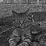 animal, cat, closeup, daylight, ears, eyes, face, fence, fur, grass, grass_field, harness, lying_down, mammal, nature, outdoor, pet, resting, tabby_cat, whiskers
