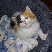 Butterscotch joined the competition — help win amazing prizes! kitten, cat, calico, fluffy, white_fur, orange_fur, black_fur, blue_eyes, green_eyes, pink_nose, animal, pet, sleeping, lying_down, blanket, fuzzy, indoors, close_up, portrait, cute
