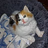 kitten, cat, calico, fluffy, white_fur, orange_fur, black_fur, blue_eyes, green_eyes, pink_nose, animal, pet, sleeping, lying_down, blanket, fuzzy, indoors, close_up, portrait, cute
