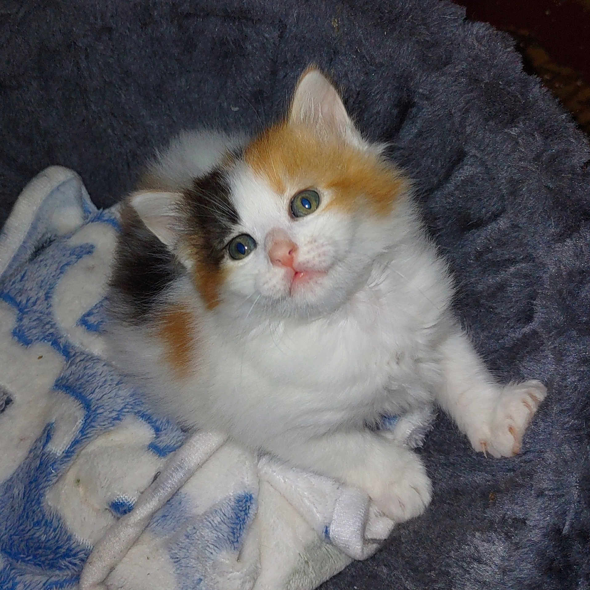 Butterscotch