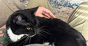 Luna joined the competition — help win amazing prizes! cat, black_and_white_cat, pet, lap, person, tattoo, indoor, rug, wooden_floor, relaxing, feline, whiskers, yellow_eyes, clothing, pants, sitting, cozy, home, comfort, resting