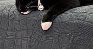 Luna is registered to the contest to win money with this photo: animal, black_and_white, blanket, cat, closeup, comfort, couch, cozy, domestic, feline, fur, home, indoor, paw, pet, quiet, relaxation, resting, sleeping, whiskers