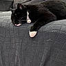 Luna is registered to the contest to win money with this photo: cat, black_and_white, sleeping, resting, couch, blanket, indoor, pet, feline, whiskers, paw, home, relaxation, fur, comfort, cozy, domestic, animal, closeup, quiet