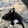 cat, black_and_white_cat, pet, indoor, blanket, furry, cozy, relaxing, floor, rug, wooden_floor, striped_clothing, paws, whiskers, fur, animal, domestic_animal, resting, comfort, home
