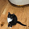 Luna joined the competition — help win amazing prizes! cat, tuxedo_cat, black_and_white, wooden_floor, indoor, pet, animal, curious, feline, sitting, flooring, domestic_cat, looking_up, yellow_eyes, fur, whiskers, tail, home, furniture, shadow