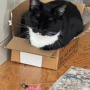 Luna is registered to the contest to win money with this photo: cat, black_and_white, cardboard_box, indoor, pet, feline, floor, toy, feather_toy, carpet, scratching_post, cozy, relaxed, home, wood_floor, animal, cute, whiskers, ears, resting