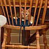 Rusty joined the competition — help win amazing prizes! cat, orange_cat, wooden_chair, cushion, indoor, pet, feline, animal, curious, wood, furniture, domestic, cozy, relaxing, paw, eyes, home, floor, seat, resting