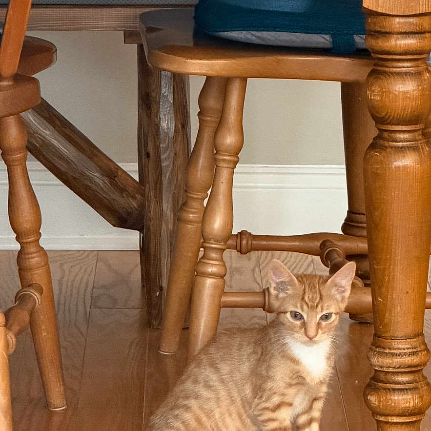 Rusty is registered to the contest to win money with this photo: kitten, cat, orange_tabby, white_paws, wooden_floor, wooden_table, wooden_chair, furniture, indoor, pet, animal, floor, table_leg, chair_leg, domestic_animal, flooring, curious, seated, home, cozy