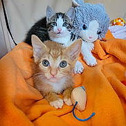 Rusty is registered to the contest to win money with this photo: kitten, cat, orange_tabby, black_and_white_cat, plush_toy, orange_blanket, toy_mouse, pet, cute, indoor, feline, animal, young, playful, cozy, soft, resting, looking, close_up, domestic