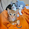 animal, black_and_white_cat, cat, close_up, cozy, cute, domestic, feline, indoor, kitten, looking, orange_blanket, orange_tabby, pet, playful, plush_toy, resting, soft, toy_mouse, young