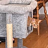 Rusty joined the competition — help win amazing prizes! animal, cat, cat_tree, cozy, curious, feline, furry, hardwood_floor, home_decor, indoors, kitten, living_room, orange_cat, peeking, pet, playful, portrait, scratching_post, whiskers, wooden_chair