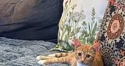 Rusty joined the competition — help win amazing prizes! animal, blanket, cat, cat_tree, couch, cozy, feline, furniture, home, indoor, living_room, lounging, lying_down, orange_cat, patterned_decor, pet, pillows, portrait, sofa, white_chest