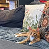 animal, blanket, cat, cat_tree, couch, cozy, feline, furniture, home, indoor, living_room, lounging, lying_down, orange_cat, patterned_decor, pet, pillows, portrait, sofa, white_chest