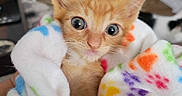 Rusty is registered to the contest to win money with this photo: kitten, cat, orange_cat, blanket, paw_print, cute, pet, animal, fur, indoor, closeup, young, small, wrapped, colorful, soft, cozy, eyes, whiskers, nose