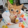 animal, blanket, cat, closeup, colorful, cozy, cute, eyes, fur, indoor, kitten, nose, orange_cat, paw_print, pet, small, soft, whiskers, wrapped, young
