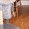 animal, cat, cat_tree, chair, closeup, curious, ears, furniture, home, indoor, kitten, orange_cat, peeking, pet, playful, portrait, scratching_post, tabby, whiskers, wooden_floor