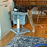 Rusty joined the competition — help win amazing prizes! area_rug, cat, cat_tree, cats, chairs, dining_room, dining_table, hardwood_floor, home_interior, indoor, lounging, orange_tabby, pet, playful, scratching_post, sleeping, stretching, stuffed_animal, tuxedo_cat, white_paws