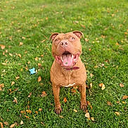 River a rejoint le concours — aidez-le/la à gagner de superbes lots ! dog, canine, pet, brown_dog, sitting, smiling, happy, tongue, collar, outdoors, grass, lawn, park, autumn, fallen_leaves, portrait, front_view, animal, playful, nature