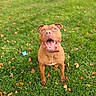 dog, canine, pet, brown_dog, sitting, smiling, happy, tongue, collar, outdoors, grass, lawn, park, autumn, fallen_leaves, portrait, front_view, animal, playful, nature
