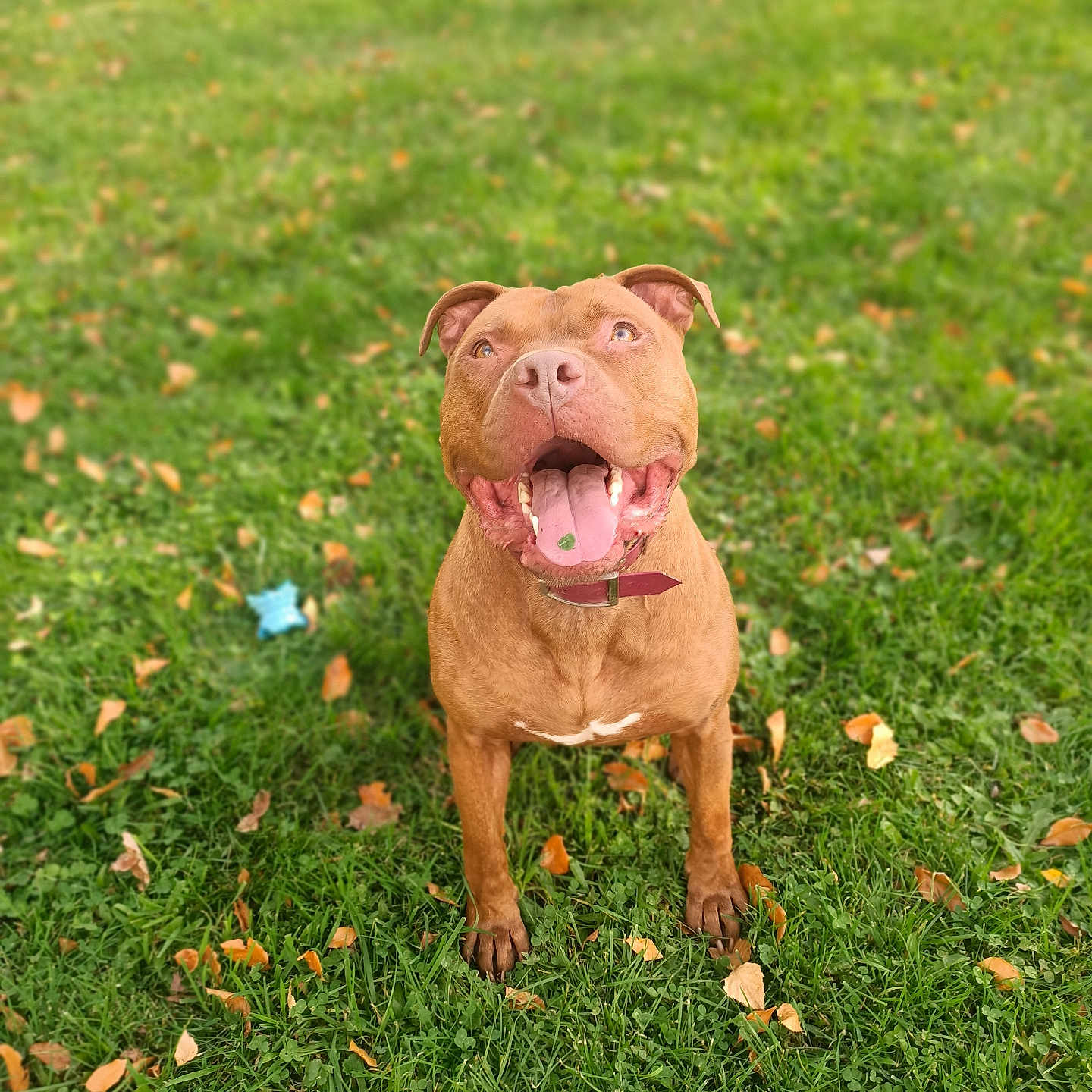River a rejoint le concours — aidez-le/la à gagner de superbes lots ! dog, canine, pet, brown_dog, sitting, smiling, happy, tongue, collar, outdoors, grass, lawn, park, autumn, fallen_leaves, portrait, front_view, animal, playful, nature