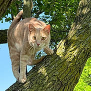 Fred joined the competition — help win amazing prizes! cat, tree, branch, fur, animal, outdoor, nature, greenery, sunlight, leaves, curious, alert, pet, mammal, climbing, wildlife, closeup, daylight, whiskers, eyes