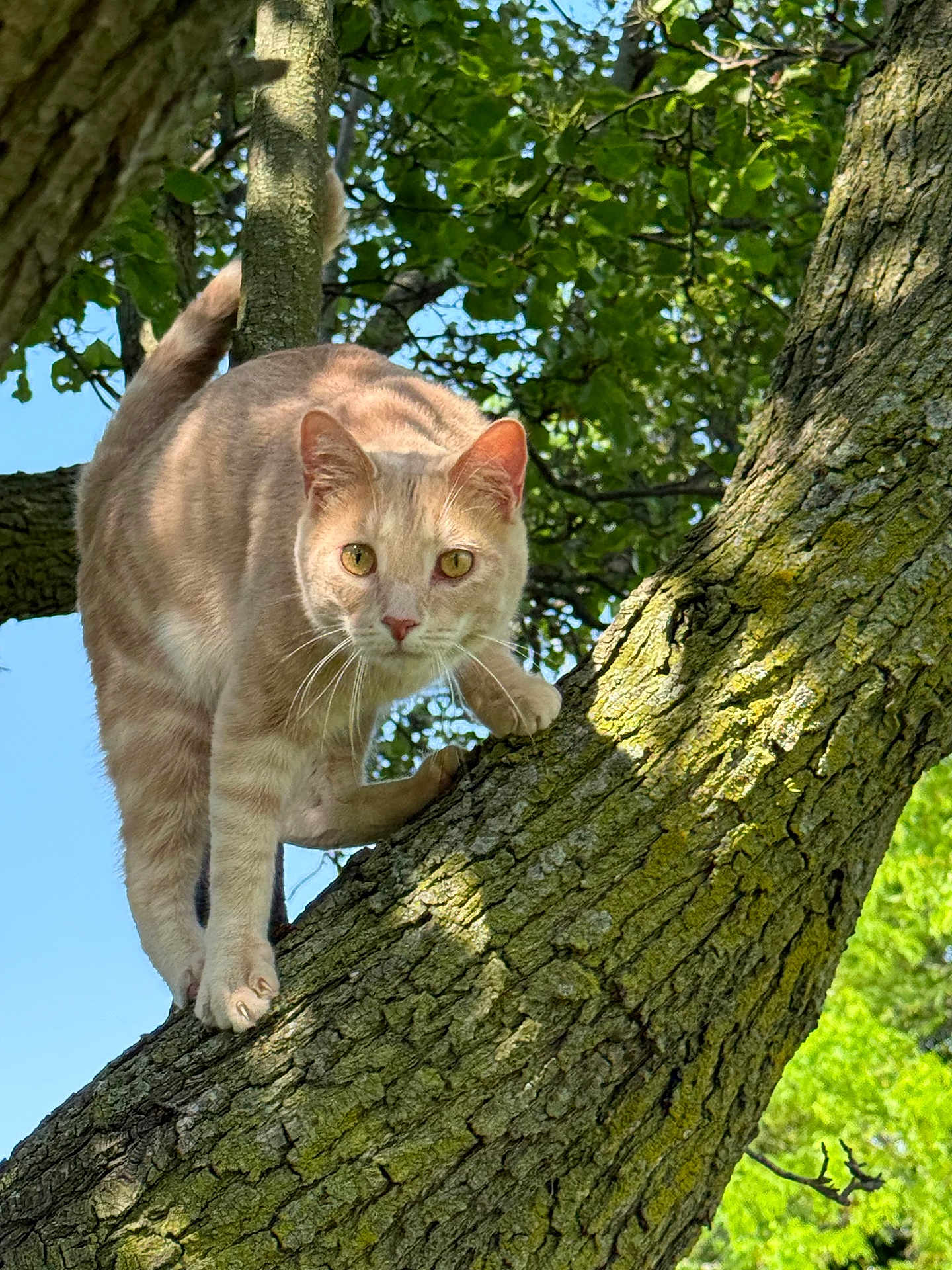 Fred joined the competition — help win amazing prizes! cat, tree, branch, fur, animal, outdoor, nature, greenery, sunlight, leaves, curious, alert, pet, mammal, climbing, wildlife, closeup, daylight, whiskers, eyes