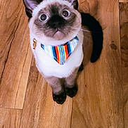 Sir Beans joined the competition — help win amazing prizes! animal, bandana, blue, cat, curious, cute, domestic_cat, feline, flooring, indoor, looking_up, pet, playful, siamese_cat, sitting, small, striped, toy, wide_eyes, wooden_floor