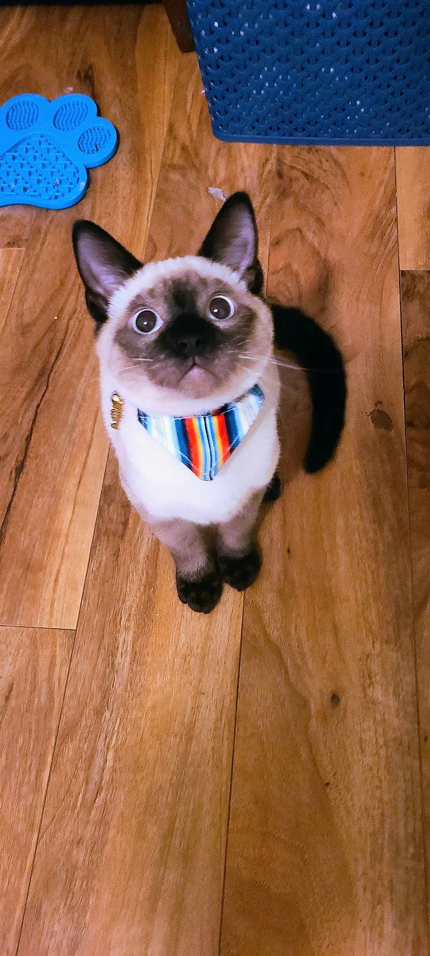 Sir Beans joined the competition — help win amazing prizes! animal, bandana, blue, cat, curious, cute, domestic_cat, feline, flooring, indoor, looking_up, pet, playful, siamese_cat, sitting, small, striped, toy, wide_eyes, wooden_floor