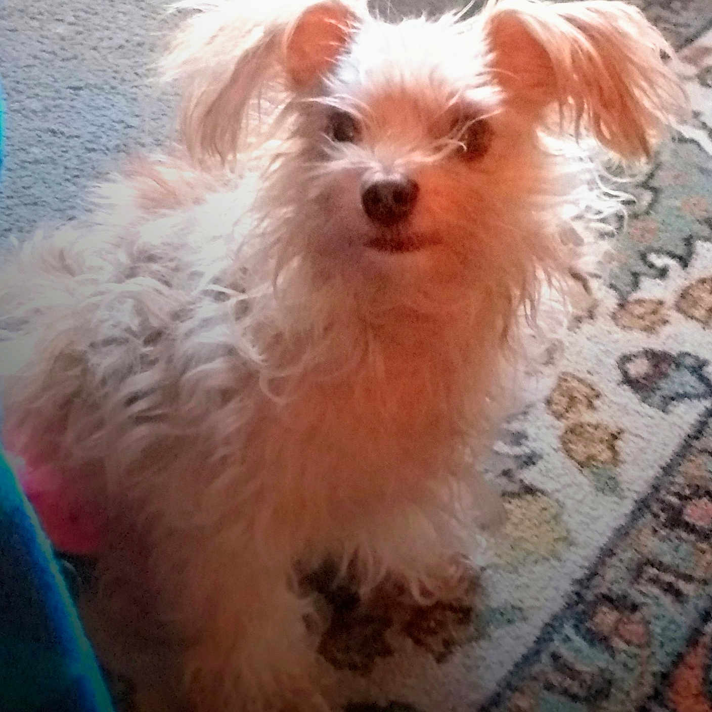 Toby is registered to the contest to win money with this photo: affenpinscher, animal, ball, canine, cockerspaniel, couch, dog, eskimodog, furniture, homedecor, papillon, pet, poodle, puppy, rock, sport, tennis, tennisball, terrier, whitedog