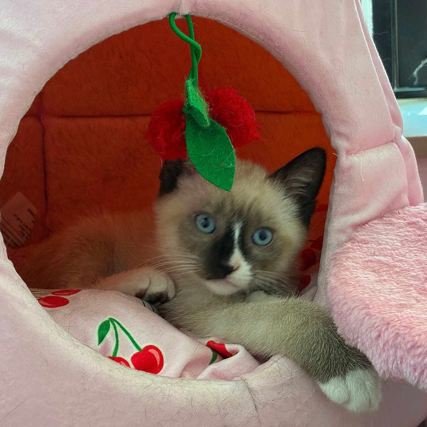 Cinnamon Roll is registered to the contest to win money with this photo: animal, blue_eyes, cat, cat_house, cherry_pattern, cozy, curious, cute, feline, fur, indoor, kitten, paw, pet, pink, playful, resting, soft, toy, window