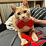 cat, orange_cat, bow_tie, red_bow_tie, suspenders, red_suspender, bed, blanket, hand, person, indoor, furniture, shelf, books, globe, pet, animal, cute, relaxed, closeup