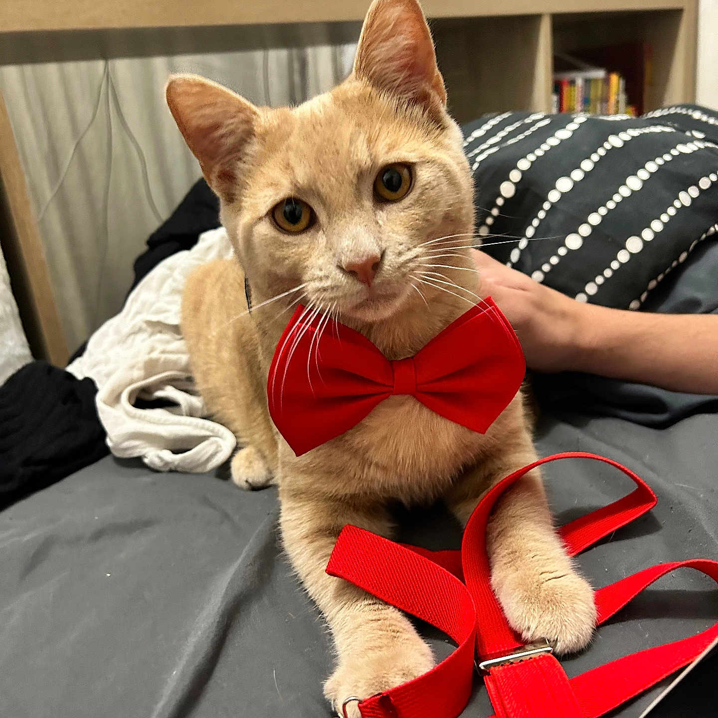 Volt a rejoint le concours — aidez-le/la à gagner de superbes lots ! animal, bed, blanket, books, bow_tie, cat, closeup, cute, furniture, globe, hand, indoor, orange_cat, person, pet, red_bow_tie, red_suspender, relaxed, shelf, suspenders
