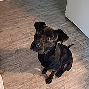 Koby is registered to the contest to win money with this photo: alert, animal, black_dog, canine, companion, cute, dog, domestic_animal, ears, floor, friendly, fur, house, indoor, looking_up, pet, room, sitting, tail, wooden_floor