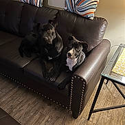 Koby joined the competition — help win amazing prizes! black_dog, brown, couch, cozy, curious, decor, dog, floor, furniture, home, indoor, leather, looking_up, pets, pillow, resting, striped_pillow, table, two_dogs, wood_floor