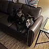 black_dog, brown, couch, cozy, curious, decor, dog, floor, furniture, home, indoor, leather, looking_up, pets, pillow, resting, striped_pillow, table, two_dogs, wood_floor