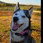 Echo joined the competition — help win amazing prizes! dog, siberian_husky, outdoor, smiling, happy, collar, pink_collar, grass, field, sky, sunlight, nature, ears_up, tongue_out, closeup, pet, canine, animal, portrait, daytime