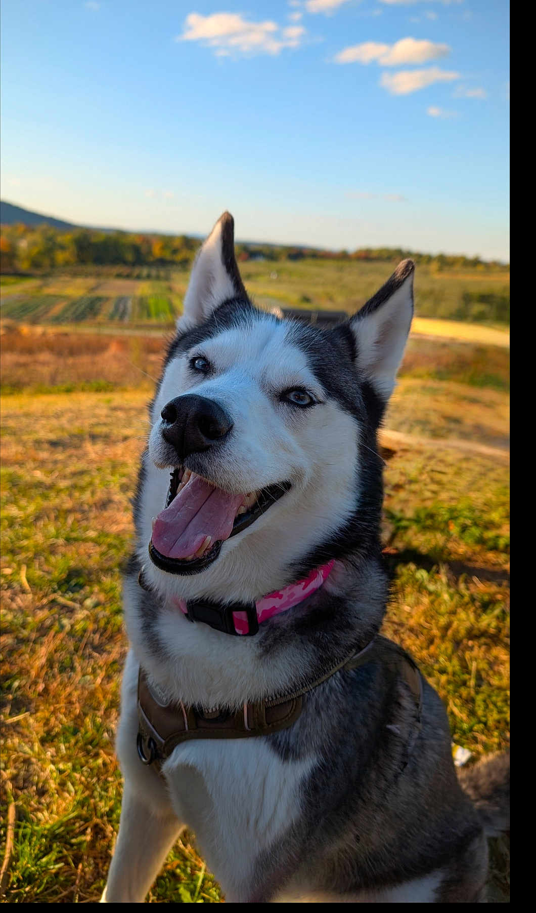 Echo