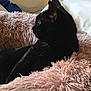 Annie is registered to the contest to win money with this photo: black_cat, cat, pet, feline, fluffy_bed, pink_bed, indoor, relaxing, cozy, fur, animal, side_view, whiskers, ears, soft_texture, domestic, resting, comfort, quiet, calm