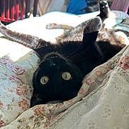 Annie is registered to the contest to win money with this photo: cat, black_cat, upside_down, lying_down, bed, quilt, floral_pattern, indoor, sunlight, stretching, pet, feline, whiskers, relaxed, cozy, curious, closeup, home, comfort, animal