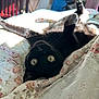 cat, black_cat, upside_down, lying_down, bed, quilt, floral_pattern, indoor, sunlight, stretching, pet, feline, whiskers, relaxed, cozy, curious, closeup, home, comfort, animal