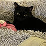 Annie joined the competition — help win amazing prizes! black_cat, cat, pet, fluffy_cushion, plush_toy, indoor, cozy, relaxed, animal, feline, soft_texture, gray, pink, toy, resting, looking, cute, comfort, home, close_up
