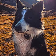 Rayko participe au concours pour gagner de l'argent avec cette photo : dog, border_collie, outdoor, mountains, sunlight, sky, clouds, grass, nature, pet, animal, fur, portrait, sitting, sun, landscape, daytime, ears, black_and_white, canine