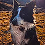 dog, border_collie, outdoor, mountains, sunlight, sky, clouds, grass, nature, pet, animal, fur, portrait, sitting, sun, landscape, daytime, ears, black_and_white, canine