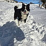 dog, snow, outdoor, winter, blue_sky, trees, path, animal, pet, border_collie, canine, nature, sunny, cold, fur, tongue_out, playful, daylight, parked_cars, rural