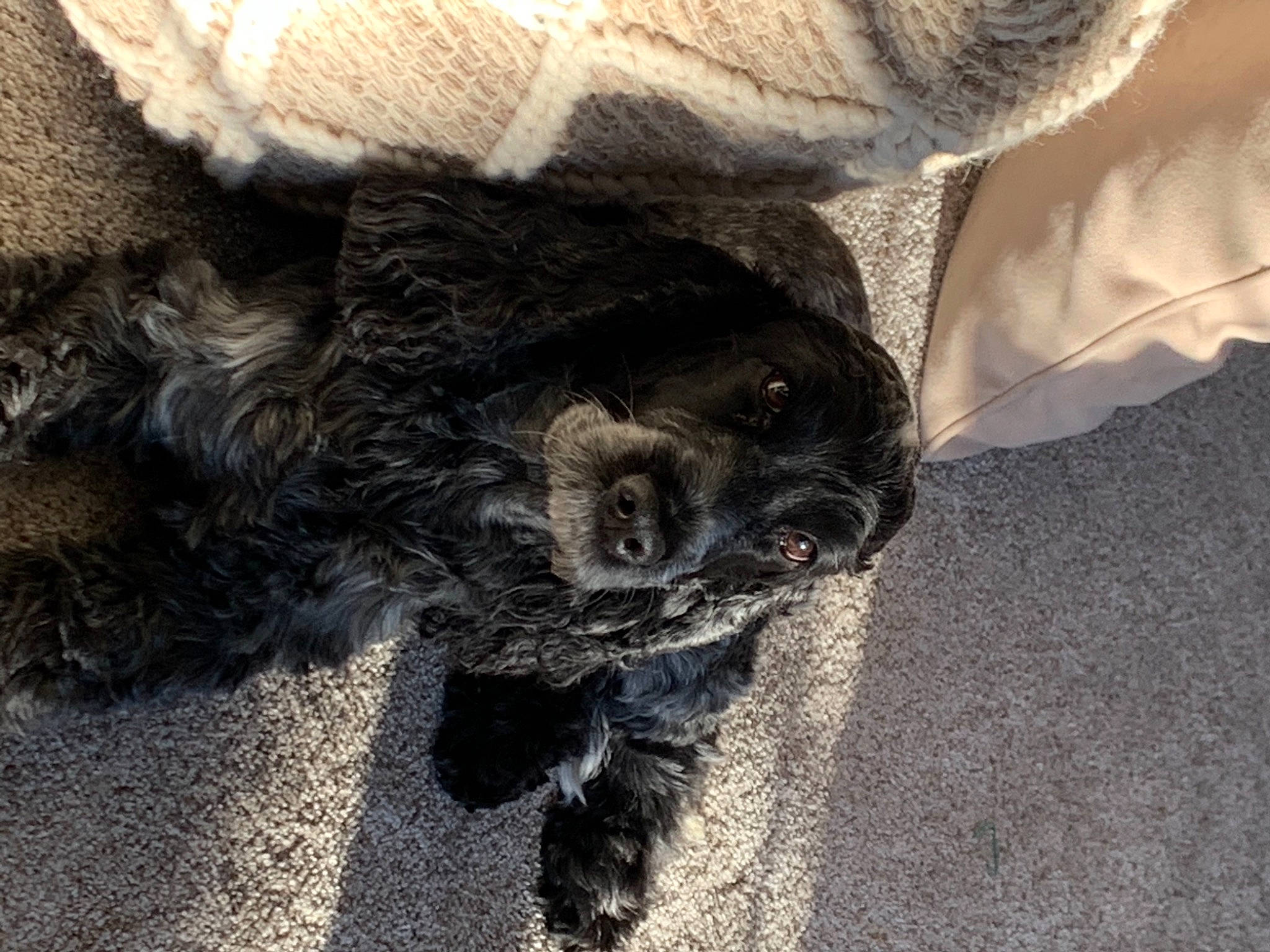 Bristol joined the competition — help win amazing prizes! canidae, carnivore, claw, comfort, companion_dog, dog, dog_breed, fawn, fur, grey, liver, paw, snout, sporting_group, tail, terrestrial_animal, toy_dog, wildlife, wool, working_animal