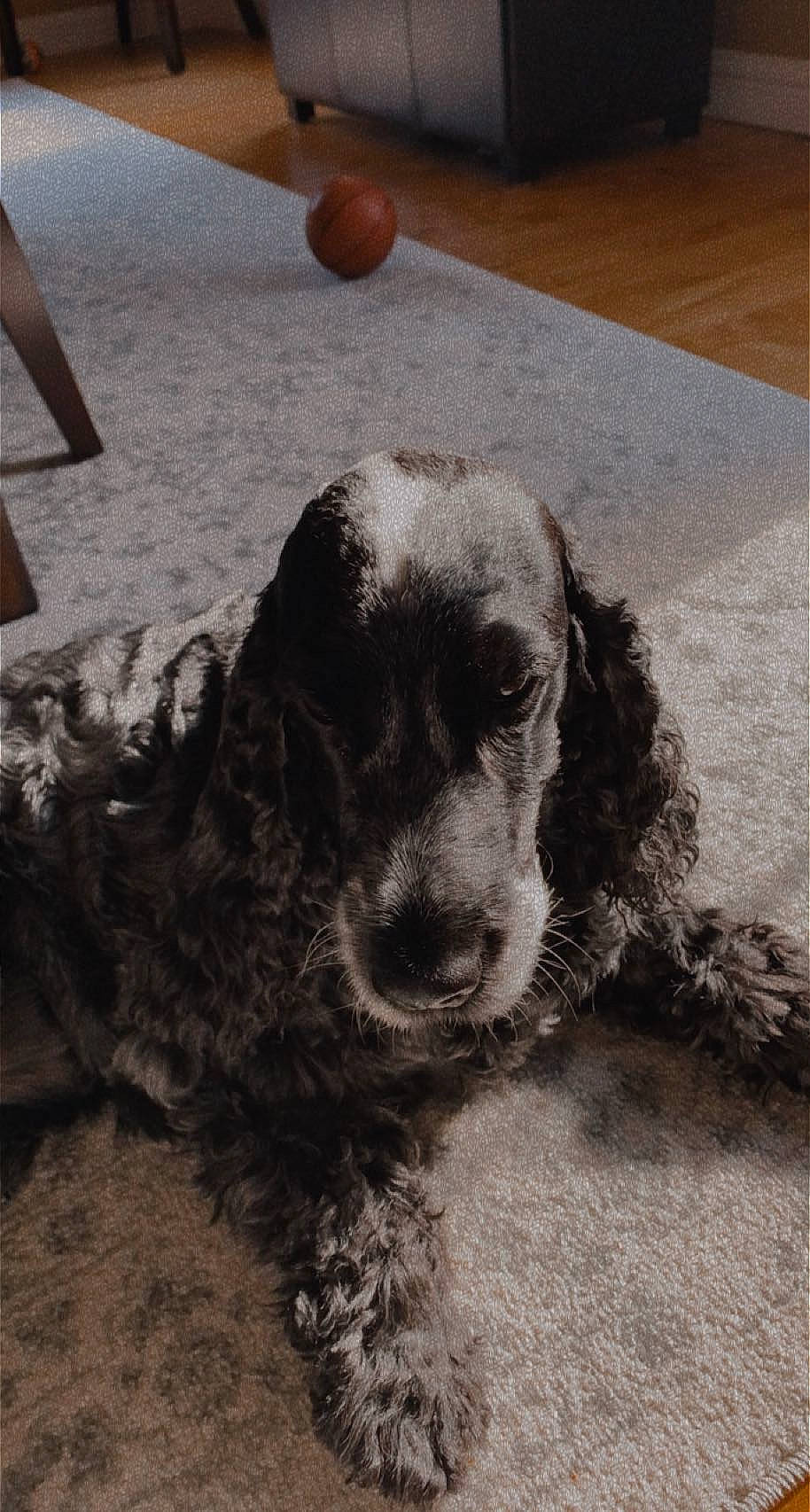 Bristol is registered to the contest to win money with this photo: art, ball, canidae, carnivore, companion_dog, dog, dog_breed, flooring, fur, metal, monochrome, monochrome_photography, pattern, snout, spaniel, sporting_group, terrier, toy_dog, wood, working_animal