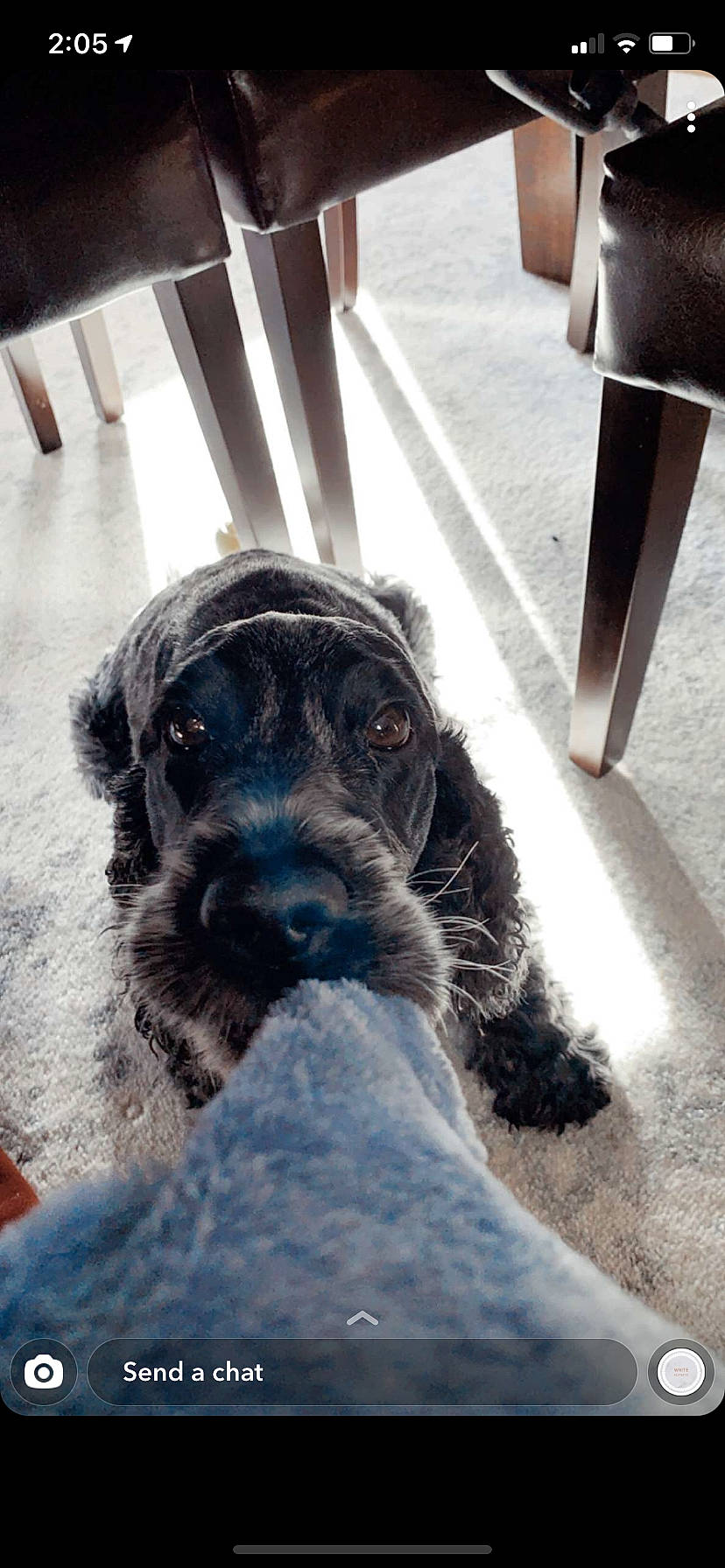 Bristol joined the competition — help win amazing prizes! canidae, carnivore, collar, companion_dog, dog, dog_breed, dog_collar, flooring, fur, human_leg, puppy, puppy_love, snout, snow, sporting_group, terrier, white, winter, working_animal, working_dog